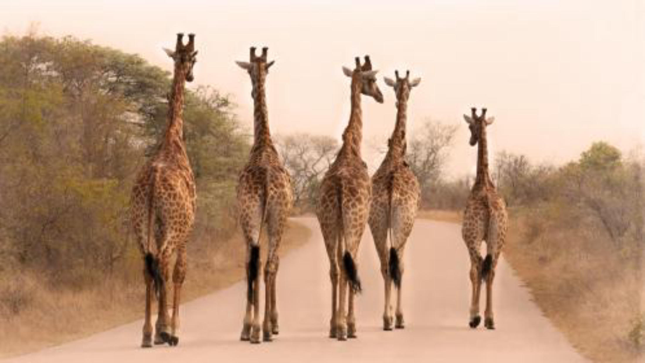 a family of giraffes in South Africa