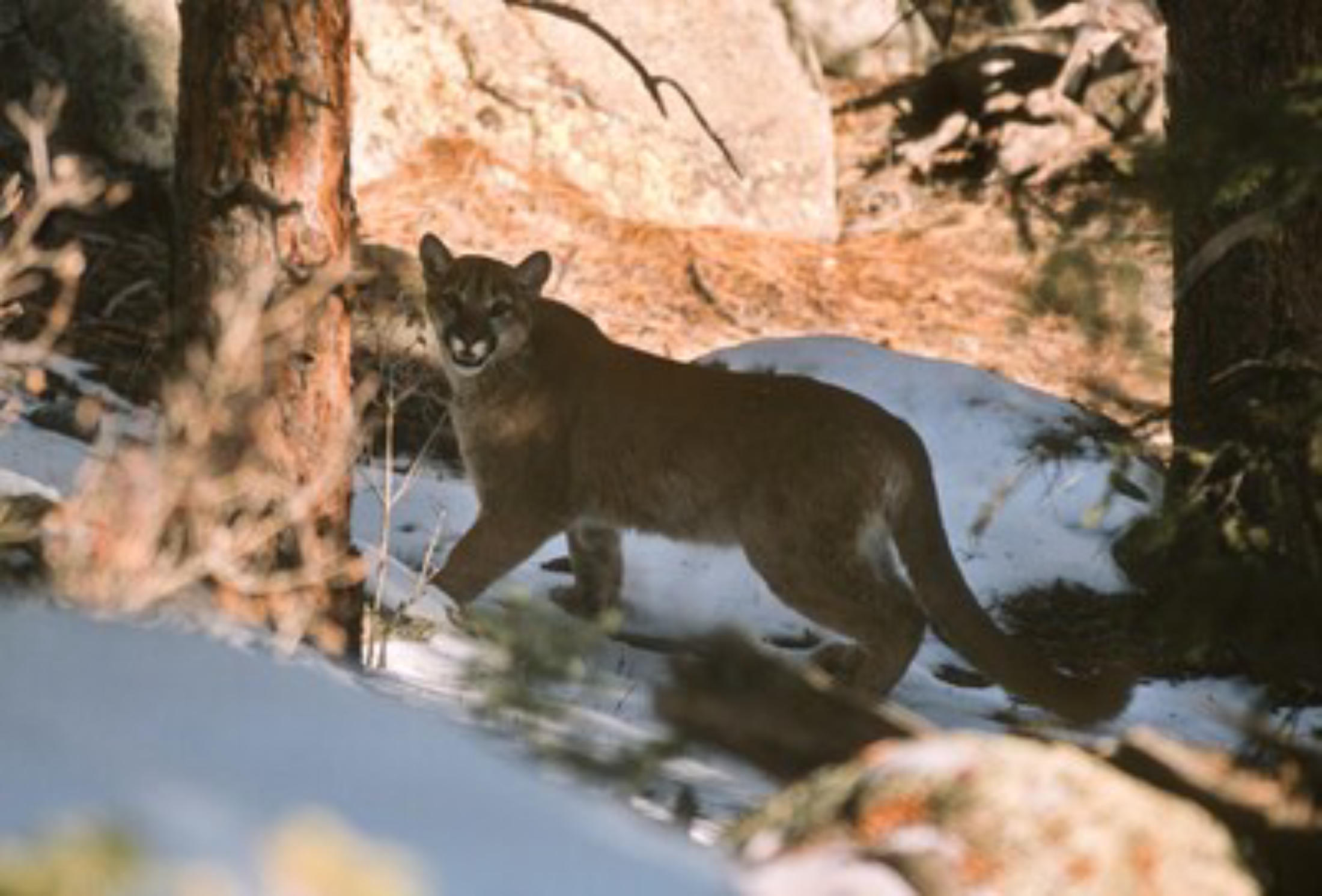 Mountain lion